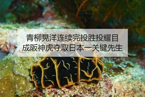 青柳晃洋连续完投胜投耀目 成阪神虎夺取日本一关键先生